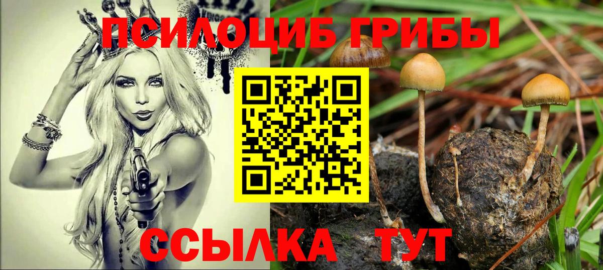 Галлюциногенные грибы Psilocybe Осинники